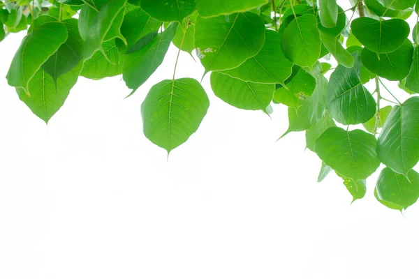 Bodhi beyaz arkaplanda çıkış yaptı