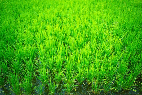 Tarladaki mahsuller,