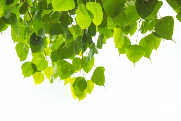 Bodhi beyaz arkaplanda çıkış yaptı