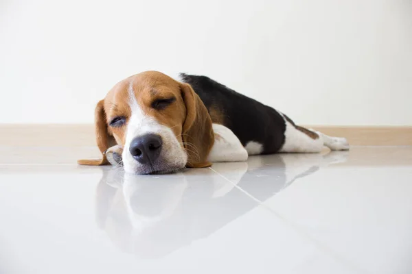Porträtt Söt Beagle Valp Hund Sömn — Stockfoto