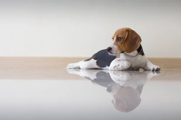 Retrato Lindo Perrito Beagle — Foto de Stock