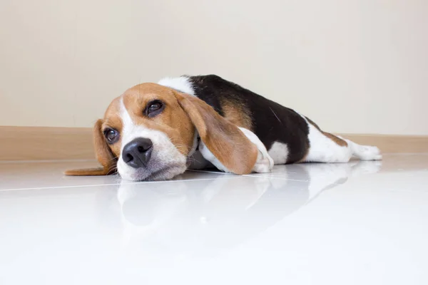 Den Söta Beagle Valp Hund — Stockfoto