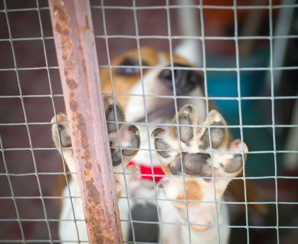 Hund Hinter Dem Käfig — Stockfoto