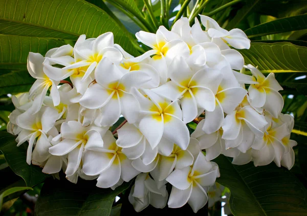Λευκό Λουλούδι Plumeria Πλήρη Άνθιση — Φωτογραφία Αρχείου
