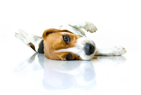 Güzel bir köpek yavrusu portresi