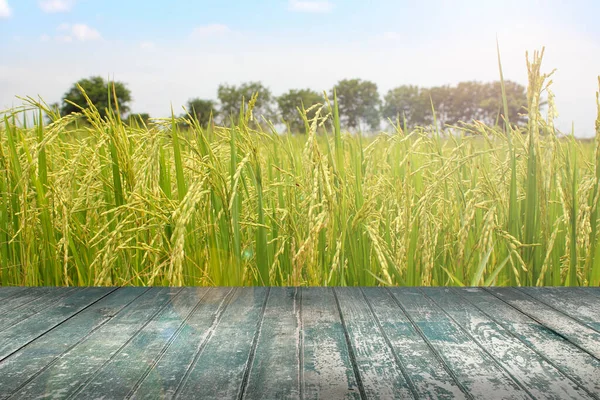 Eski ahşap döşemeli pirinç tarlası.