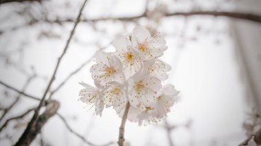 Tokyo caddesinde kiraz çiçeklerini görebilirsin..