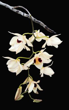 Dendrobium pulchellum, siyah arkaplanda orkide çiçeği