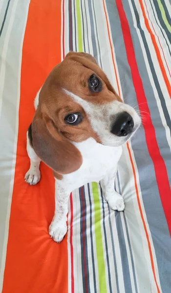 Cud Słodkie Beagle Szczeniak Pies — Zdjęcie stockowe