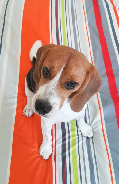 Θαύμα Χαριτωμένο Κουτάβι Beagle — Φωτογραφία Αρχείου