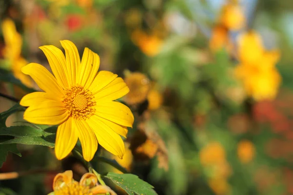 Ağaç kadife çiçeği, Meksika turnesolü, Meksika ayçiçeği, Japon ayçiçeği, Tayland 'ın kuzeyinde Nitobe kasımpatı.