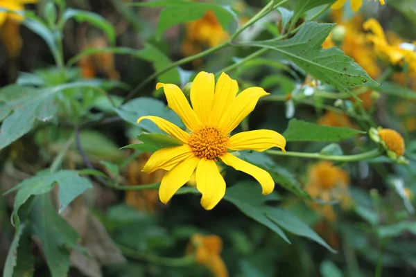 Ağaç kadife çiçeği, Meksika turnesolü, Meksika ayçiçeği, Japon ayçiçeği, Tayland 'ın kuzeyinde Nitobe kasımpatı.