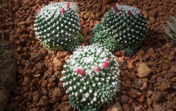 Cactus Glasshouse Φυτό Βοτανικό Κήπο Ορόσημο Στο Queen Sirikit Βοτανικό — Φωτογραφία Αρχείου