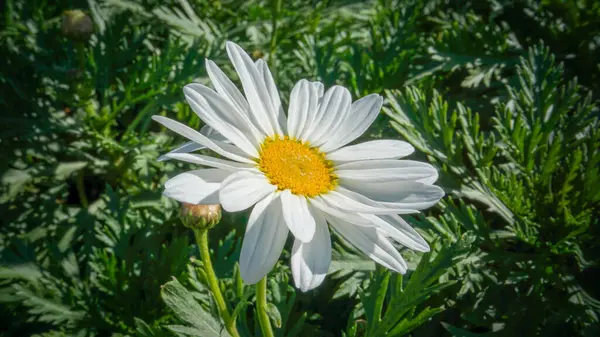 Huai Nam Dang 'daki Kozmos Çiçek Bahçesi, Mae Hong Oğlu, Tayland