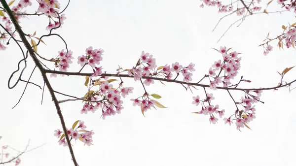 Wild Himalája Cherry Prunus Cerasoides Khun Wang Doi Inthanon Chiang — Stock fotografie