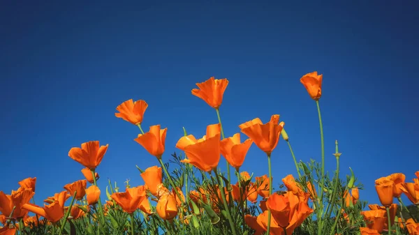 Haşhaş bahçesi, doi inthanon, Chaing Mai. Tayland