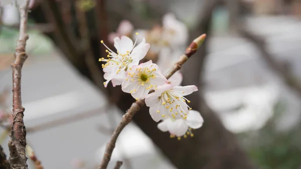 Můžete Vidět Třešňové Květy Tokijské Ulici — Stock fotografie