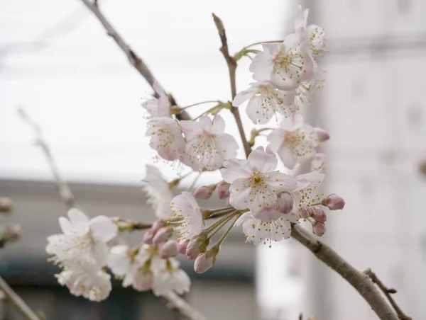 Můžete Vidět Třešňové Květy Tokijské Ulici — Stock fotografie