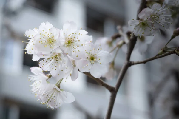 Puteți Vedea Florile Cireșe Stradă Din Tokyo — Fotografie, imagine de stoc