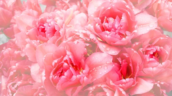 Lalelerin yumuşak arka planı