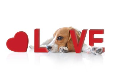 Sevgi konsepti olan sevimli bir köpek yavrusu..