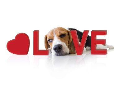 Sevgi konsepti olan sevimli bir köpek yavrusu..