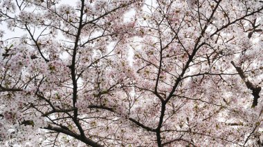 Japonya 'da kiraz çiçeği