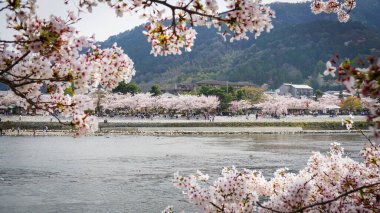 Arashiyama, Kyoto, Japonya 'da kiraz çiçeği.
