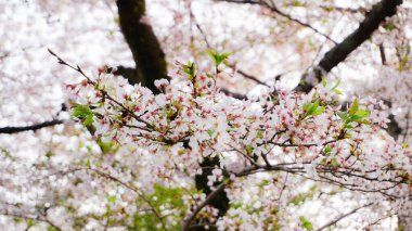 Japonya 'da kiraz çiçeği