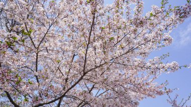 Japonya 'da kiraz çiçeği