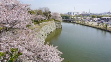 HImeji Kalesi 'nde kiraz çiçeği