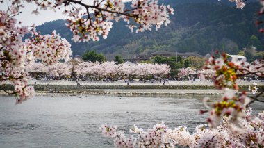 Arashiyama, Kyoto, Japonya 'da kiraz çiçeği.