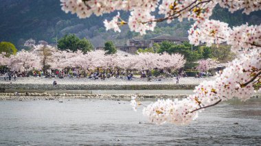 Arashiyama, Kyoto, Japonya 'da kiraz çiçeği.