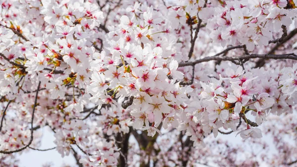 Třešňový Květ Japonsku — Stock fotografie