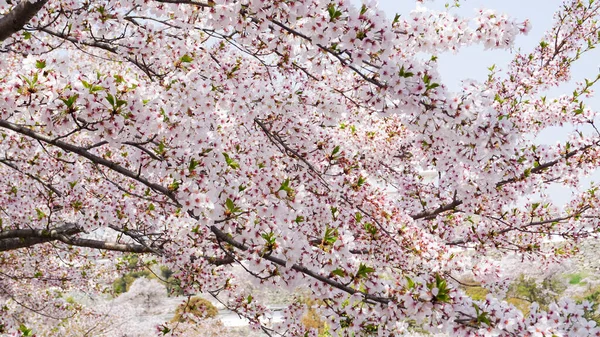 Třešňový Květ Japonsku — Stock fotografie