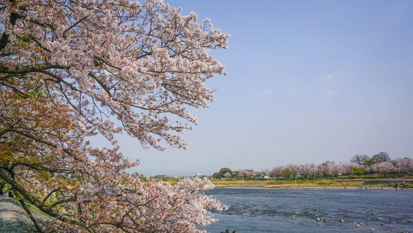Cherry Blossom Arashiyama Kyoto Japan — Stock Photo, Image
