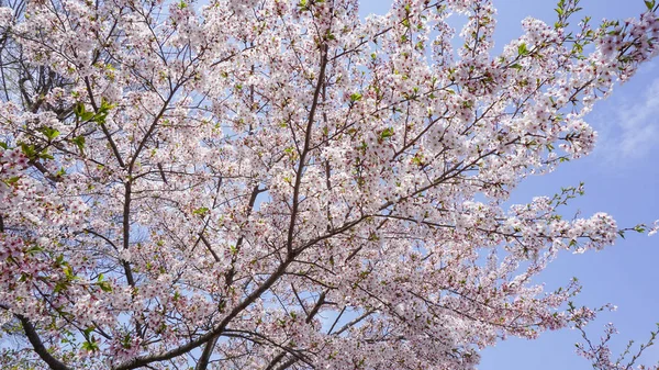 Třešňový Květ Japonsku — Stock fotografie