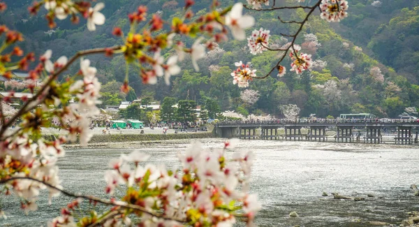 Arashiyama, Kyoto, Japonya 'da kiraz çiçeği.