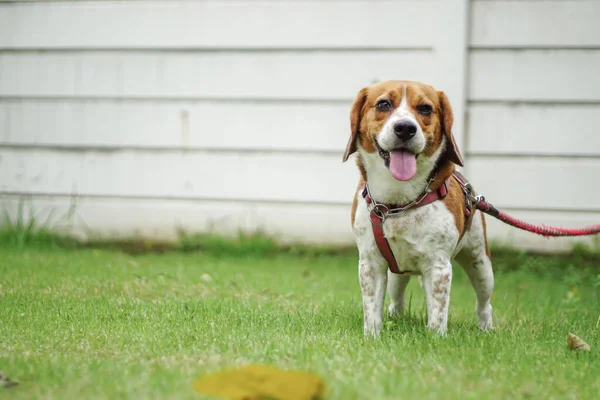 Beagle Dog köpek kostümü giyiyor..