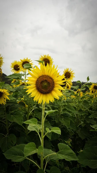 타이의해 바라기 — 스톡 사진