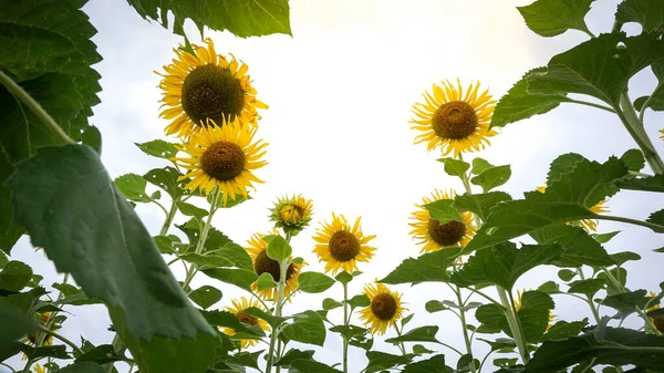 Tayland 'daki ayçiçeği tarlası
