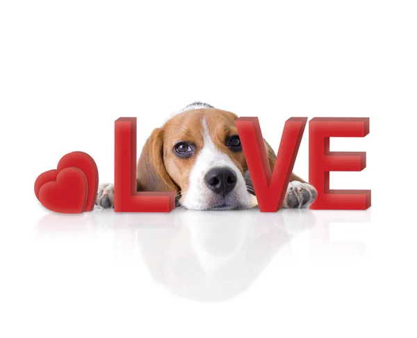 Portrait Cute Beagle Puppy Dog Love Concept — Stock Photo, Image