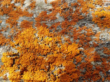 Lichens inanılmaz renkler