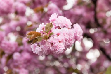 Bahar zaman kavramı. Kiraz ağacı çiçek. Sakura çiçekler. Sakura Japon bahar çiçekleri. Pembe kiraz çiçekleri