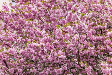 Bahar zaman kavramı. Kiraz ağacı çiçek. Sakura çiçekler. Sakura Japon bahar çiçekleri. Pembe kiraz çiçekleri
