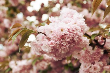 Bahar zaman kavramı. Kiraz ağacı çiçek. Sakura çiçekler. Sakura Japon bahar çiçekleri. Pembe kiraz çiçekleri