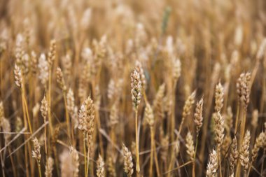 Buğday alan kulakları