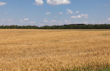 Buğday alan kulakları