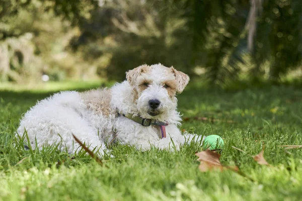Tel Tilki Teriyeri yeşil çimlerin üzerinde bir topla dinleniyor, doğal, güneşli bir ortamda. Evcil hayvan, oyun ve açık hava için ideal huzurlu bir sahne..