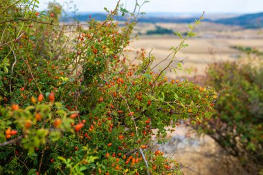 Parlak böğürtlenlerle dolu verimli yeşillik Atienza 'nın manzaralı güzelliğini yakalar ve İspanya' nın Guadalajara kentindeki berrak bir gökyüzünün altında doğal ortamı gözler önüne serer..